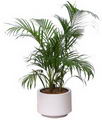 Yellow palm, Golden Cane Palm, Areca Palm, Golden Fruited Palm, Yellow Butterfly Palm, Golden Feathe